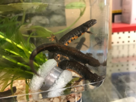 Donau Kamsalamander (Triturus Dobrogicus) v.a. €15,-