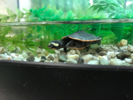 Roodbuikspitskopschildpad (Emydura subglobosa) v.a. €60,-