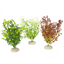 Plant Bacopa M 25cm