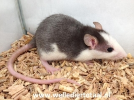Rat €15-