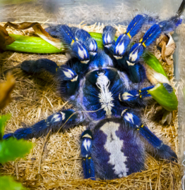 Poecilotheria Metallica v.a. €95,-