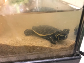 Woeste Drieklauw Weekschildpad (Apalone Ferox) v.a. €25,-