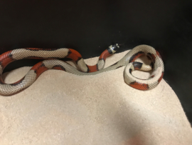 Koningsslang (Lampropeltis Triangulum Stuarti 'Aberant' High White) v.a. €75,-