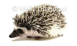 Witbuikegel (Atelerix albiventris) v.a. €150,-