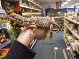 Dwergbaardagaam (Pogona Henrylawsoni) v.a. €100,-