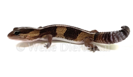 Vetstaartgekko (Hemitheconyx Caudicinctus) €80,-