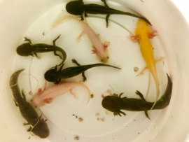 Axolotl / Ambystoma Melanisme v.a. €20,-