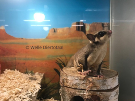 Wildkleur Sugar Glider  / Suikereekhoorn / Petaurus Breviceps v.a. €150,-