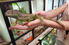 Groene leguaan (Iguana Iguana) €95,-
