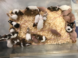 Muis Rex/Langhaar €7,50
