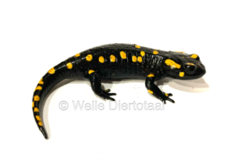 Vuursalamander / Salamandra S. Salamandra v.a. €50,-