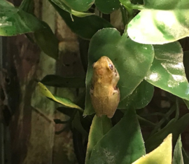 Rietkikker (Hyperolius Concolor) 