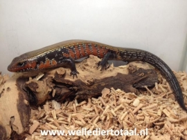 Vuurskink (Fernands riopa)