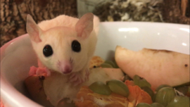 Leucistic Sugar glider / Suikereekhoorn Wit v.a. €290,-