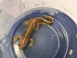 Italiaanse Kamsalamander (Triturus Carnifex) v.a. €17,50