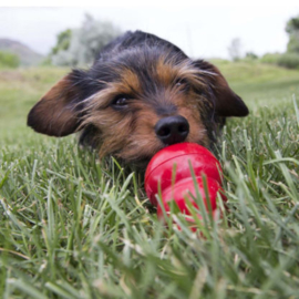 Kong Hond 'Easy Treat' Spuitbus - Peanutbutter Pasta