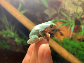 Koraalteenboomkikker (Litoria Caerulea) v.a. €20,-