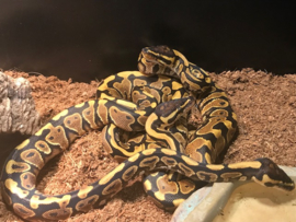 Koningspython (Python Regius) Yellowbelly