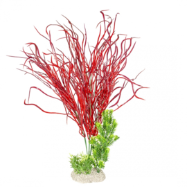 Plant Lily Grass 50cm