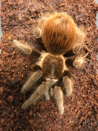 Mexicaanse Roodrompvogelspin (Brachypelma Vagans) v.a. €20,-