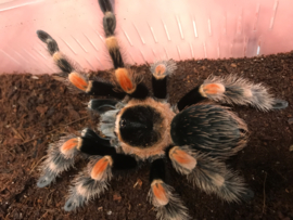 Mexicaanse roodknievogelspin (Brachypelma Hamori (Voorheen Brachypelma Smithi) v.a. €30,-