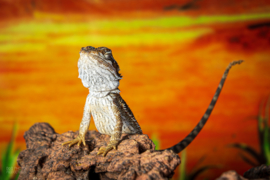 Baardagaam (Pogona vitticeps) v.a. €35,-