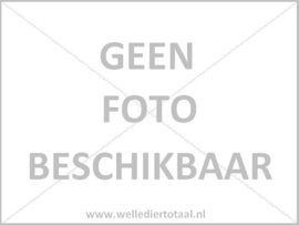 Microhyla Pulchra / Gemarmerde Dwergkikker / Smalbekkikker v.a. €12,50