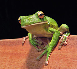 Witlipboomkikker (Litoria Infrafrenata) v.a. €15,-