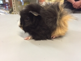 Cavia Borstel Vrouw €34,50