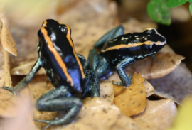 Phyllobates Vittatus (Gestreepte Pijlgifkikker) €45,-