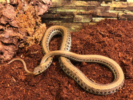 Kousenbandslang (Thamnophis Radix) v.a. €75,-