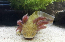 Axolotl / Ambystoma Copper v.a. €20,-