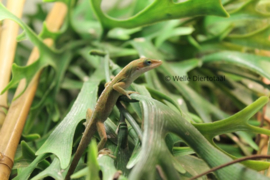 Roodkeelanolis (Anolis Carolinensis) man €19,- / vrouw €35,-