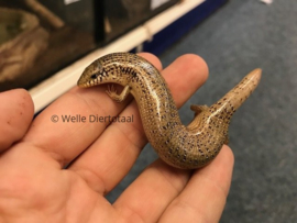 Parelskink (Chalcides Ocellatus) v.a. €15,-