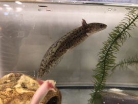 Axolotl / Ambystoma Bruin v.a. €15,-