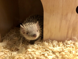 Kleine Tenrec Egel v.a. €100,-