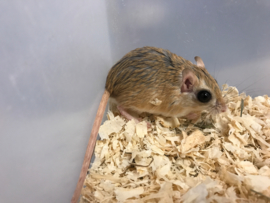 Kleine Egyptische Gerbil (Gerbillus Gerbillus) v.a. €15,-