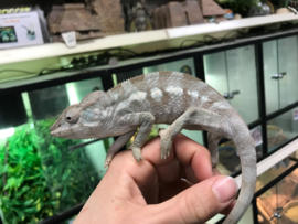 Panterkameleon (Furcifer Pardalis) v.a. €50,- (v) / €300,- (m)