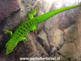 Madagascar reuzendaggekko | Phelsuma Madagascariensis Grandis v.a. €75,-