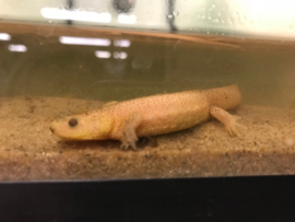 Ribbensalamander Albino (Pleurodeles Waltl) v.a. €30,-