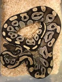 Koningspython (Python Regius Mojave)