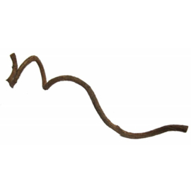 Natuur Liaan Curly Vine ca. 60x1-2 cm