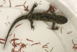 Ribbensalamander (Pleurodeles Poireti) v.a. €10,-