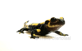Vuursalamander / Salamandra S. Terrestris €100,-