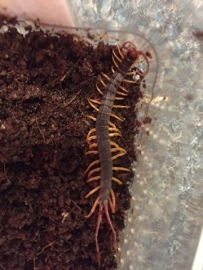 Scolopendra Alipes (Vlagstaart Duizendpoot) v.a. €20,-