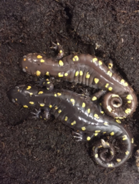 Gevlekte molsalamander (Ambystoma maculatum)