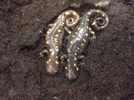 Gevlekte molsalamander (Ambystoma maculatum) v.a. €45,-