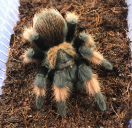 Mexicaanse Roodscheenvogelspin (Brachypelma Emilia) v.a. €30,-