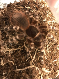 Braziliaanse witknie vogelspin (Acanthoscurria Geniculata) v.a. €30,-