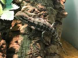 Dwergbaardagaam (Pogona Henrylawsoni) v.a. €100,-